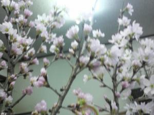 サクラが咲いております・・・。｜「サトー園芸店」　（宮城県本吉郡南三陸町の花キューピット加盟店 花屋）のブログ